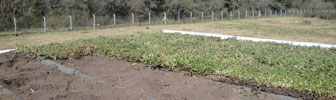 Green Roof Argentina presente en Expo Buildgreen 2013