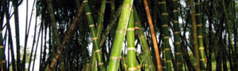 LADRILLOS DE BAMBÚ: GUADUA, EL ACERO VEGETAL