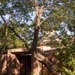 Casa [en] torno al árbol / otro estudio [oficina de arquitectos]