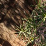 Casa [en] torno al árbol / otro estudio [oficina de arquitectos]